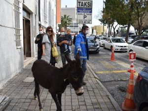 Trafiğe çıkan sıpa, sürücülere zor anlar yaşattı