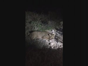 Nesli tükenmekte olan saz kedisi Milli Park’ta ilk kez görüntülendi