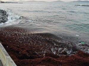 Caddebostan sahilini ve kayalıkları, kırmızı yosunlar ve çöpler kapladı