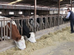 Sütün kaymağını zincir marketler ve aracılar yiyor