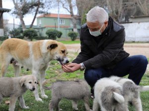 Saruhanlı’da sokak hayvanları için yeni beslenme üniteleri