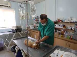Marmaris’in kedileri bakım altında