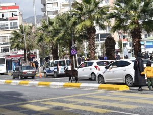 Trafiği karıştıran minik sıpa, yeni yuvasına kavuştu