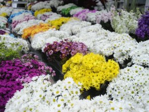 Çiçekçilerde ‘14 Şubat Sevgililer Günü’ heyecanı yaşanıyor