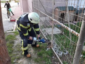 Tel örgüye sıkışan kirpi kurtarıldı