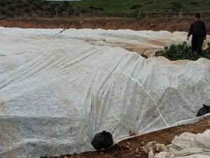 Bakla ve bezelye üreticilerinden don tehlikesine karşı elyaf örtülü önlem