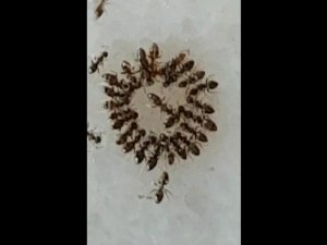 Aydın’ın simgesi incir yaprağı hastane mikrobuna çözüm olacak