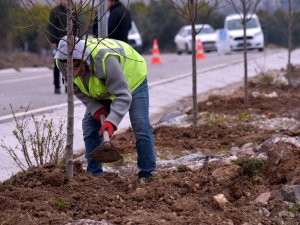 Aliağa’daki Bozköy’de 75 adet süs armudu toprakla buluştu