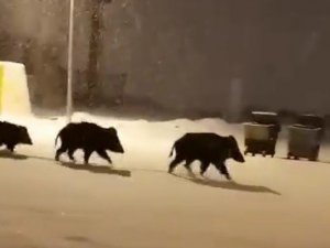 Aç kalan domuzlar ilçe merkezine indi