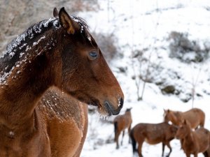 Minik Kuzey’in Spil’deki yılkı atlarıyla imtihanı