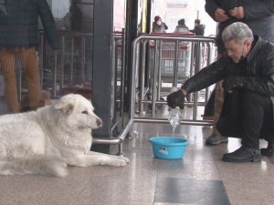 Hayvanseverlerden Yenimahalle’de belediyeye tepki