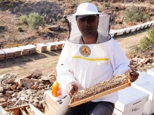 2021 yılı arı fiyatları belirlendi