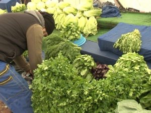 Yoğun kar yağışı sebzeyi vurdu