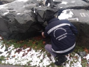 Avcılar Belediyesi kış aylarında mama desteğini artırdı