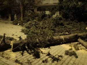 İzmir’de fırtına sebebiyle ağaç sokağa düştü