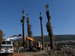 Kuşadası’nda palmiyeler Adagöl’ü süsleyecek