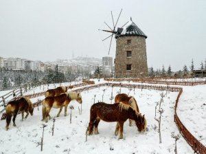 İzmir’de faytonların kaldırılması ile özgür kalan atların kar keyfi