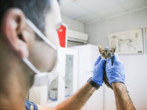 Buca Belediyesi 17 bin kediye kucak açtı