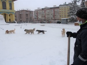 Sokak köpeklerinin kar keyfi