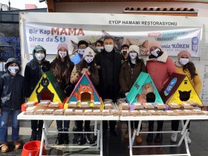 Eyüpsultan’da kediler yeni yuvalarına kavuştu