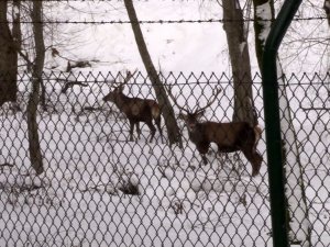 Belgrad Ormanı’ndaki geyikler böyle görüntülendi