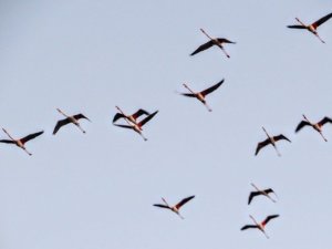 Marmaris’ten Flamingolar geçti