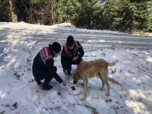 Jandarma sokak hayvanlarını zorlu iklim koşularında yalnız bırakmıyor