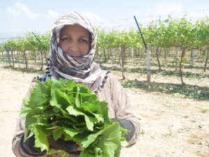 Manisa’nın asma yaprağı için ‘Coğrafi İşaret’ tescil çalışmaları başladı