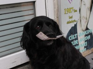 Çevreci köpek ‘Zeytin’ alışverişini kendisi yapıyor