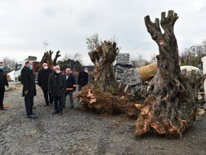 Avcılar Belediyesi asırlık ağaçları kurtarmaya devam ediyor