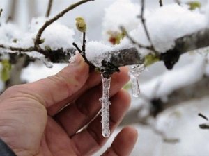 Aydın’da, Pazartesi’ye kadar zirai don bekleniyor