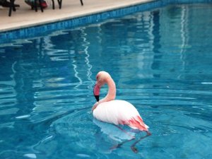 Otelin havuzuna düşen yaralı flamingoyu görenler şoke oldu