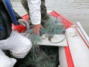 Kaçak olarak avlanan 750 kg canlı balık suya bırakıldı