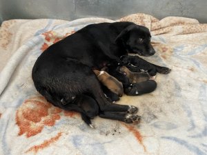 Esenyurt’ta donmaktan son anda kurtarılan yavru köpekten iyi haber geldi