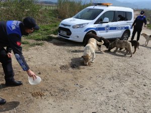 Efeler Belediyesi’nin zabıtalar sokağa çıkma kısıtlamasına can dostlar için mesai yaptı