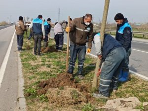 Çevre yoluna 125 yeni ağaç dikildi