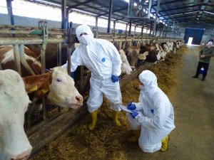 Tekirdağ’da şap aşılama çalışmaları