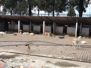 Aydın’da sokak hayvanları artık üşümeyecek