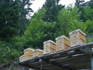 Bal ormanları ülke ekonomisine 200 milyon TL katkı sağladı