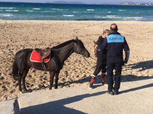Sakatlanan yarış atına Çeşme’de plaj engeli