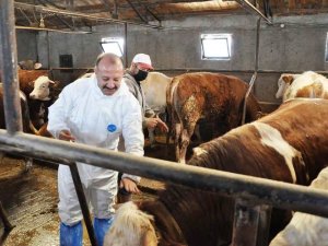 Kütahya’da sonbahar dönemi şap aşılama kampanyası başladı