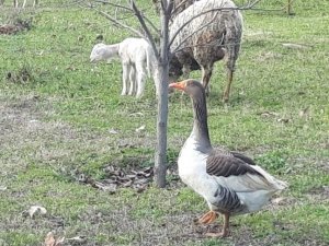 Bu kaz koyunlara çobanlık yapıyor