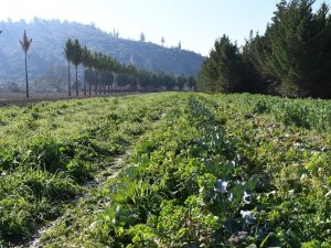 Adabahçe’de kış hasadı