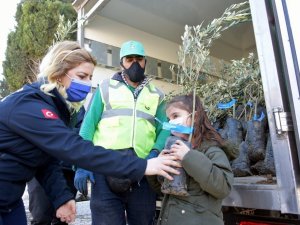 Aliağa Belediyesinin zeytin fidanı dağıtımları sürüyor
