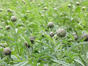 Ege’nin eşsiz gıdası enginar şifa deposu