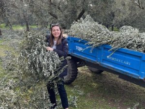 Ünlü oyuncu Burcu Kara babasının tarlasında zeytin dalı topladı