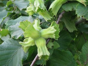 TARSİM’den ’’Fındığınızı sigortalatın’’ uyarısı