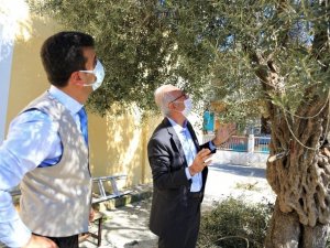 Milas’ta zeytin ağaçlarının bakımı yapıldı