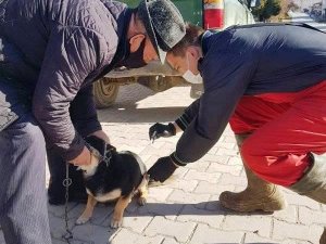 Hisarcık’ta sahipli kedi ve köpeklere kuduz aşısı yapılıyor