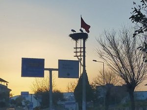 Baharın müjdecisi leylekler Aydın’a gelmeye başladı